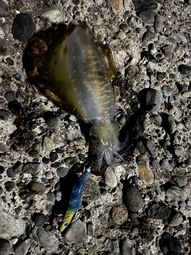 アオリイカの釣果