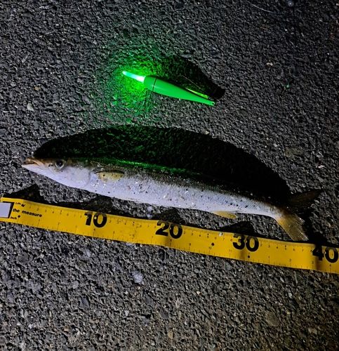 アカカマスの釣果