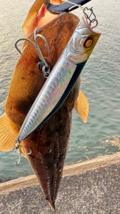 マゴチの釣果