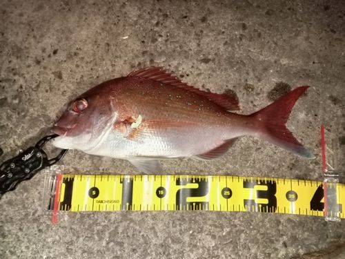 タイの釣果