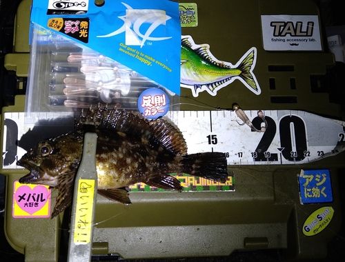 カサゴの釣果