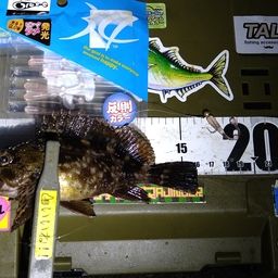 カサゴ