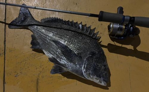 チヌの釣果