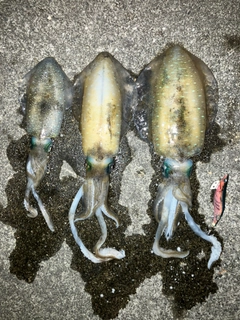 アオリイカの釣果