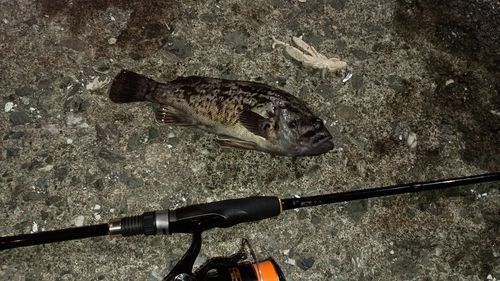 クロソイの釣果