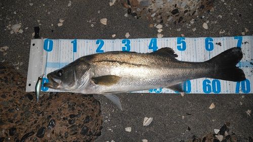 シーバスの釣果