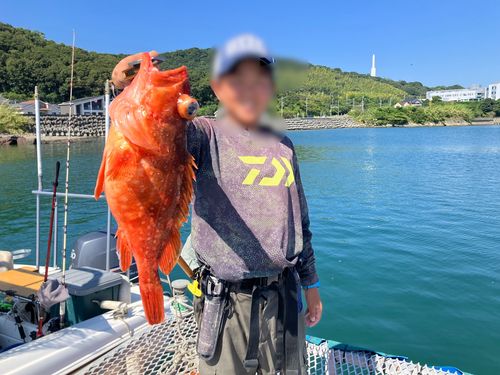 アラカブの釣果
