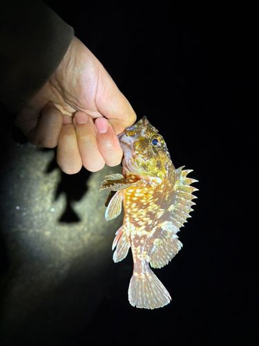 西浦