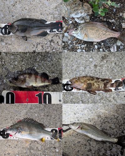 メジナの釣果