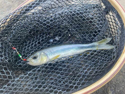 カワムツの釣果