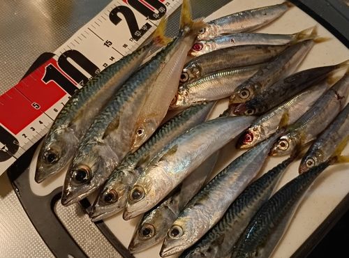 サバの釣果