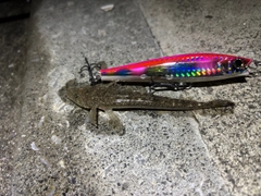 マゴチの釣果