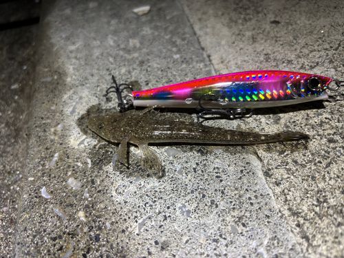 マゴチの釣果