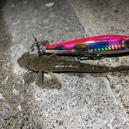 マゴチ