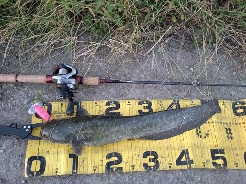 ニホンナマズの釣果