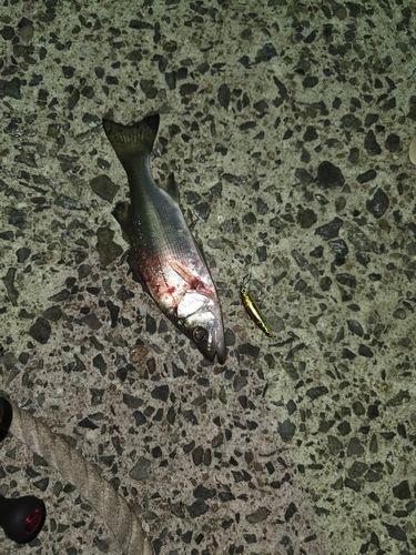 セイゴ（ヒラスズキ）の釣果