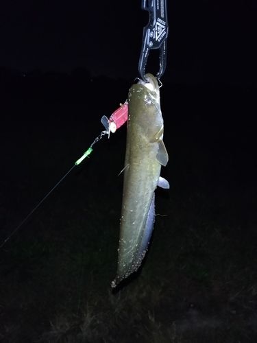 ニホンナマズの釣果