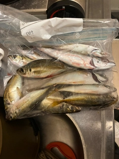 アジの釣果