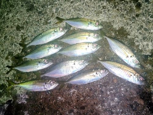 アジの釣果