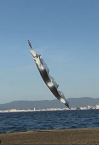 タチウオの釣果