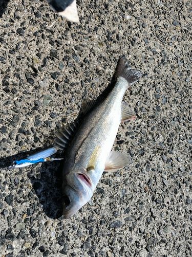 セイゴ（マルスズキ）の釣果