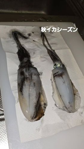 アオリイカの釣果