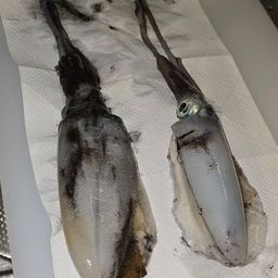 アオリイカ