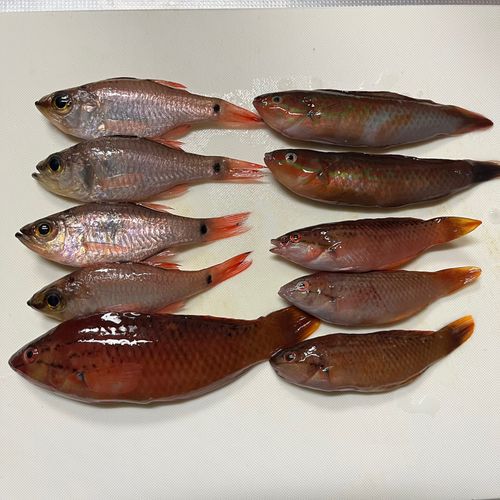 釣果