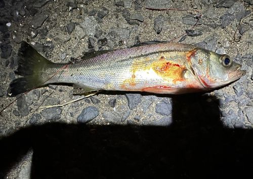 マルスズキの釣果