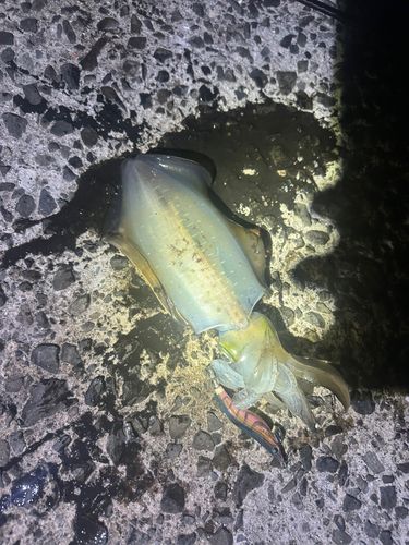 錦江湾