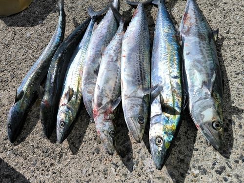 サゴシの釣果
