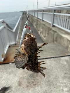 オニオコゼの釣果