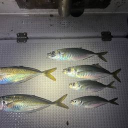 アジ