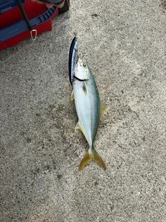 ハマチの釣果