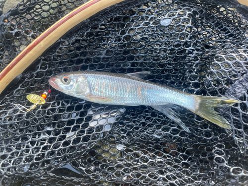 オイカワの釣果