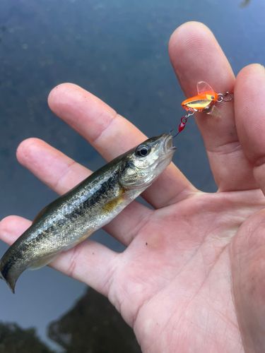 アブラハヤの釣果
