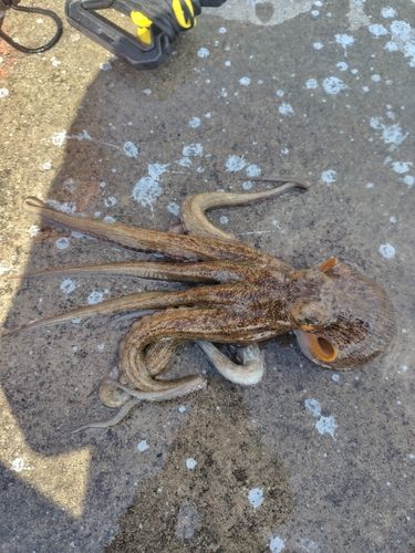 マダコの釣果