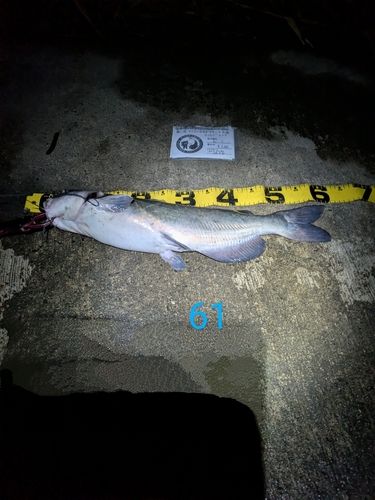 アメリカナマズの釣果