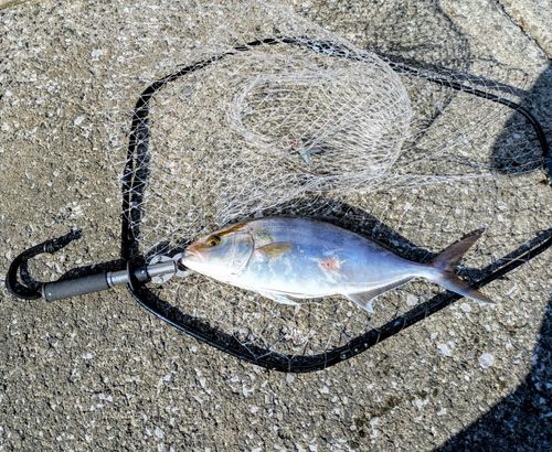 ネリゴの釣果