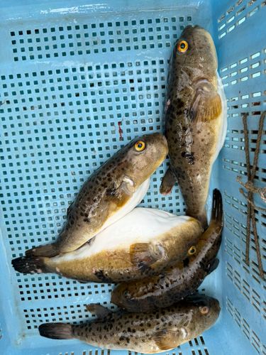 ヒガンフグの釣果