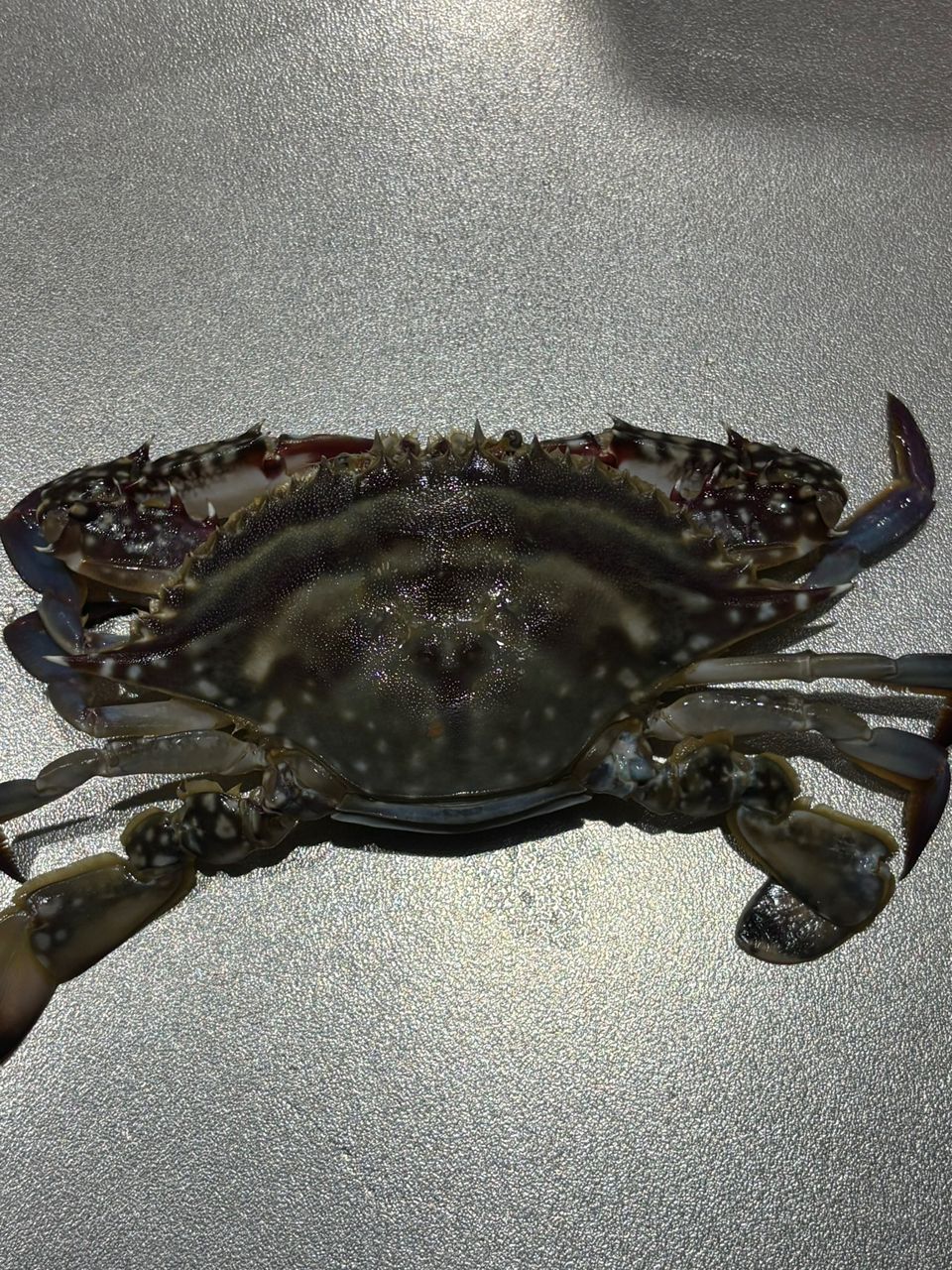 ワタリガニ