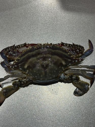 ワタリガニの釣果