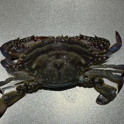ワタリガニ