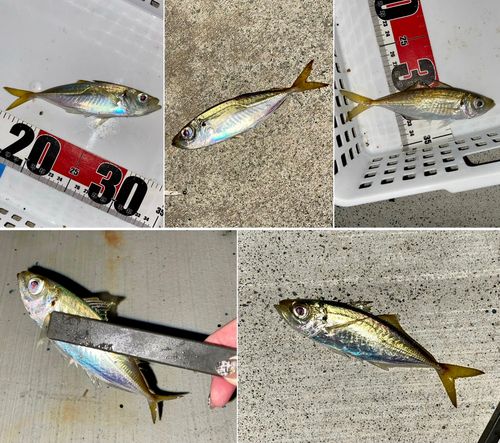 アジの釣果