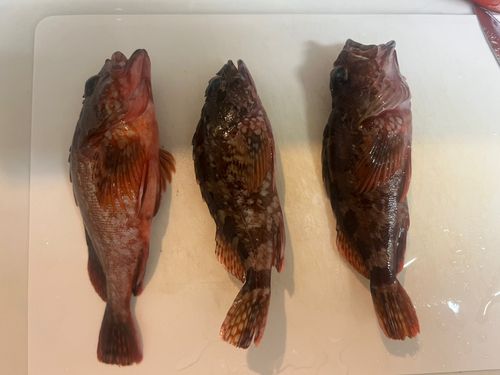 片瀬漁港