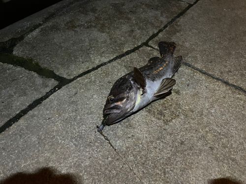 クロソイの釣果