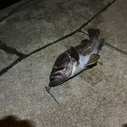 クロソイ