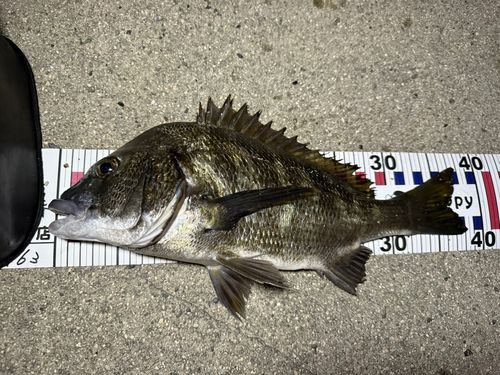 チヌの釣果