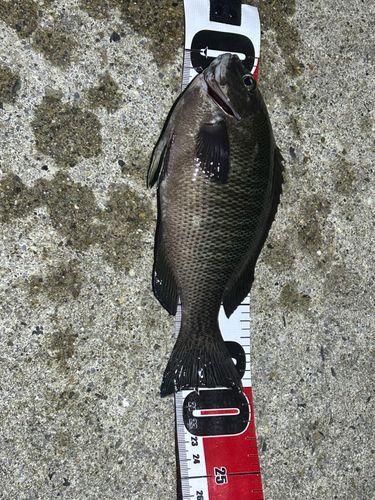 グレの釣果