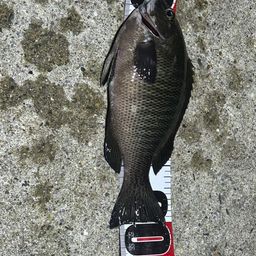グレ